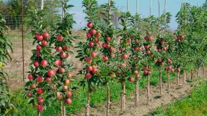 КАК ПРАВИЛЬНО САЖАТЬ ФРУКТОВЫЕ ДЕРЕВЬЯ🌳