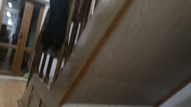 Знакомство взрослой кошки и щенка. Как Муся восприняла Багиру? 4-й день. Вечер смотреть онлайн