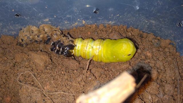Citheronia laocoon fresh pupae смотреть онлайн