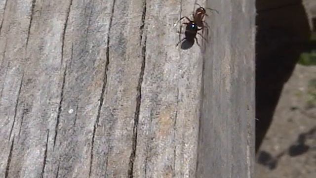Slow-Motion Ant Jump смотреть онлайн