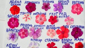 А ВОТ И ФЛОКСЫ ИХ ХИТ-ПАРАД. ДАВАЙТЕ ЗАВТРА ПОСАДИМ В САД