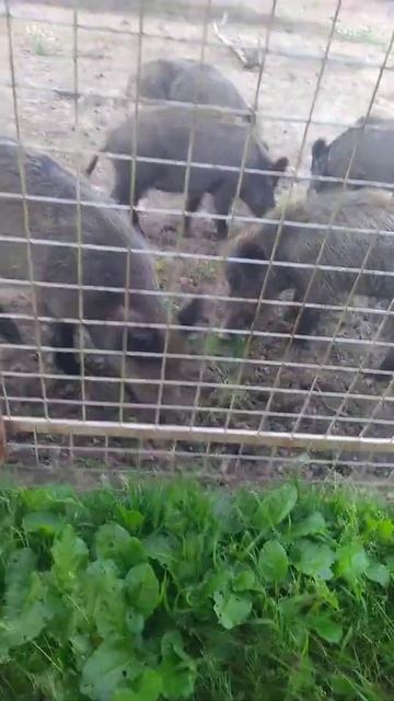 Кабаны смотреть онлайн