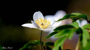 🌿 ДУШЕВНАЯ РЕЛАКС МУЗЫКА ДЛЯ МЕДИТАЦИИ 🎵 РАССЛАБЛЯЮЩАЯ МУЗЫКА ДЛЯ СНА 🎵 МУЗЫКА ДЛЯ ДУШИ