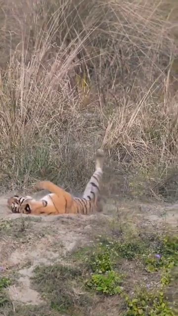 Ranthambore,#shorsfeed #shorts #youtubeshort #ranthambore #wildlife #tiger смотреть онлайн