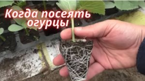 🔥 Точные сроки посева огурцов на рассаду – без ошибок и переросших растений! 🚀