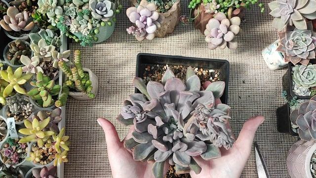 Пересадка гигантской граптоверии Купид смотреть онлайн