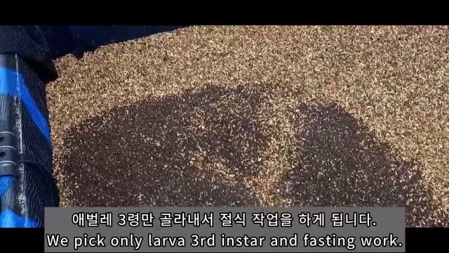 굼벵이(꽃벵이, 흰점박이꽃무지 애벌레) 키우기 l The protaetia brevitarsis larvae breeding method смотреть онлайн