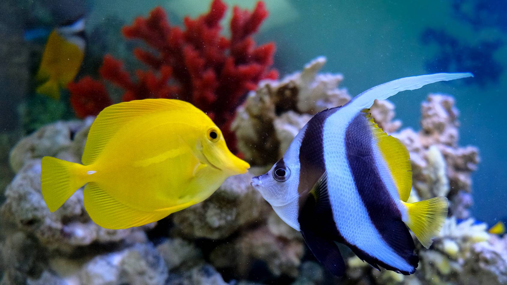 Аквариумные Рыбки Спокойная Музыка Для Души Сна И Отдыха - 60 минут релаксации. смотреть онлайн