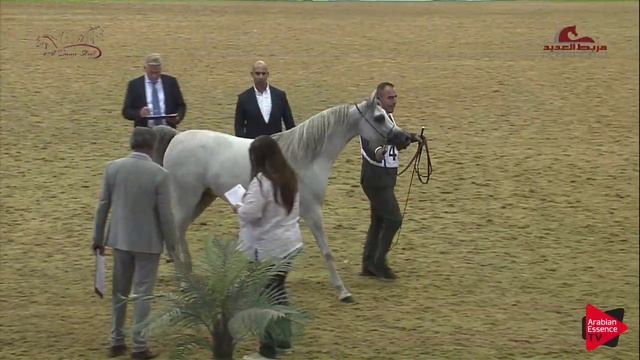 N 43 NAJLA UMM ALUDHAM 2019 Al Shaqab Arabian Horse Show Festival Fillies 2 Years Old Class 3A смотреть онлайн