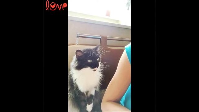 САМАЯ МИЛАЯ КОШКА | Кошка попрошайка смотреть онлайн