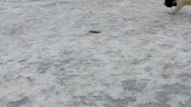 Мы вместе с Чинарой и Лизой гуляем 17 января2022года Харьков смотреть онлайн