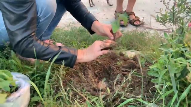 Посадка моржовых березок смотреть онлайн