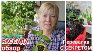 КРЕПКАЯ РАССАДА для богатого урожая.Пора это сделать. КАК ГОТОВЛЮ ПИТАТЕЛЬНЫЙ ГРУНТ