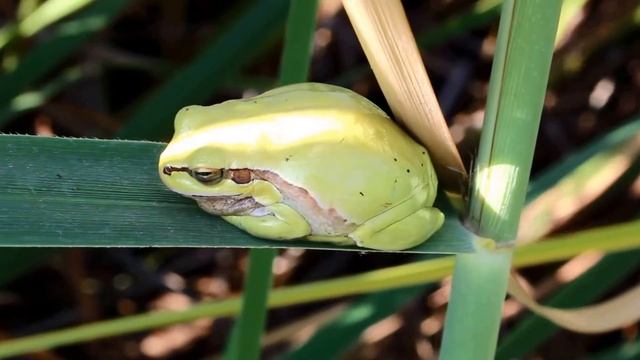 Middle East tree frog - Hyla savignyi - Δεντρόβιος Βάτραχος - Cyprus смотреть онлайн
