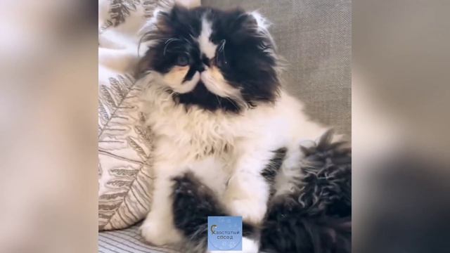 СМЕШНЫЕ КОТЫ И ДРУГИЕ ЖИВОТНЫЕ / 3 МИНУТЫ СМЕХА / FUNNY CATS AND OTHER ANIMALS смотреть онлайн