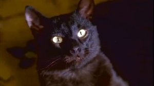 БЛЮЗ ОПАДАЮЩИХ ЛИСТЬЕВ   Фильм   Детективная мелодрама