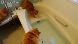 Смешные падения котов!