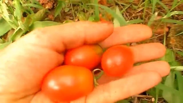 ПОМИДОРЫ ВЁДРАМИ ВЫРАЩИВАЮ И НЕ ЗАМОРАЧИВАЮСЬ 23 июля 2016 смотреть онлайн