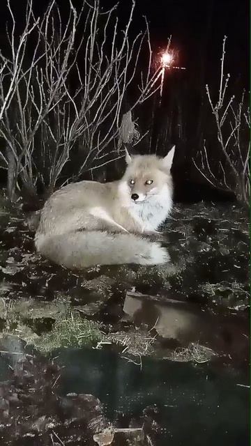 Цыца смотреть онлайн