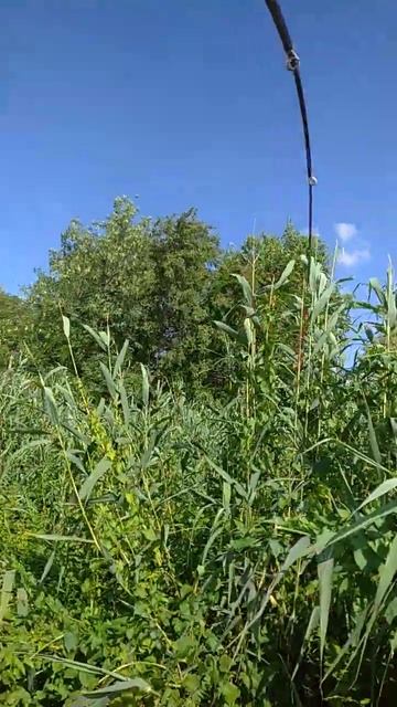 ловля сома смотреть онлайн