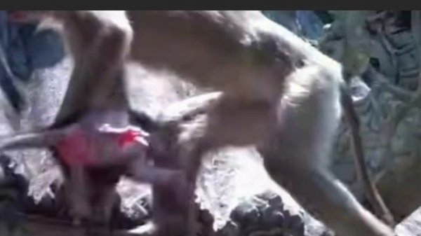 Пакостные проделки bad monkey или bad monkeys - не такое уж редкое явление в ... 1000041749.mp4