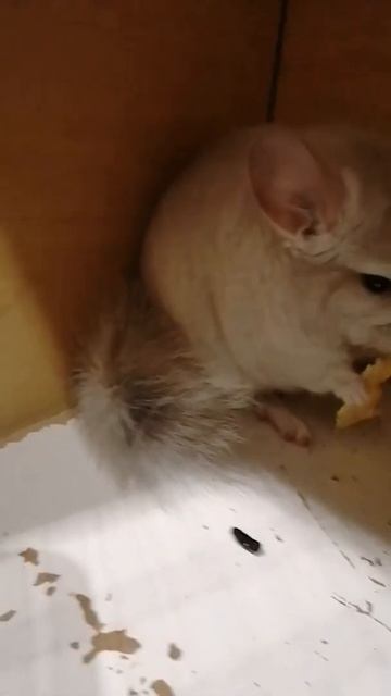 Неуловимые хвосты. смотреть онлайн