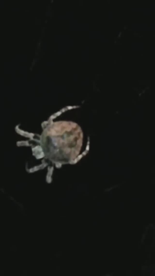 Загадочный паук КРЕСТОВИК