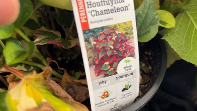 花店居然卖两种串根的花园植物 invasive plants - 鱼腥草 chameleon plant, 匍筋骨草 ajuga reptans (bugleweed) смотреть онлайн