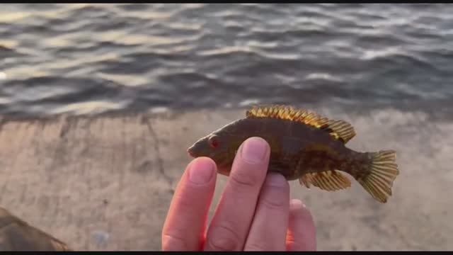 Обзор снасти на кефаль, в марте без улова не остались смотреть онлайн