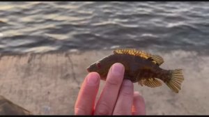 Обзор снасти на кефаль, в марте без улова не остались