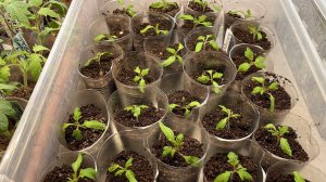 Пересадка томатов из вермикулита в почвогрунт по стаканам. Обзор рассады томатов.