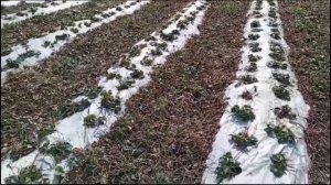 Выращивание клубники в Краснодарском крае