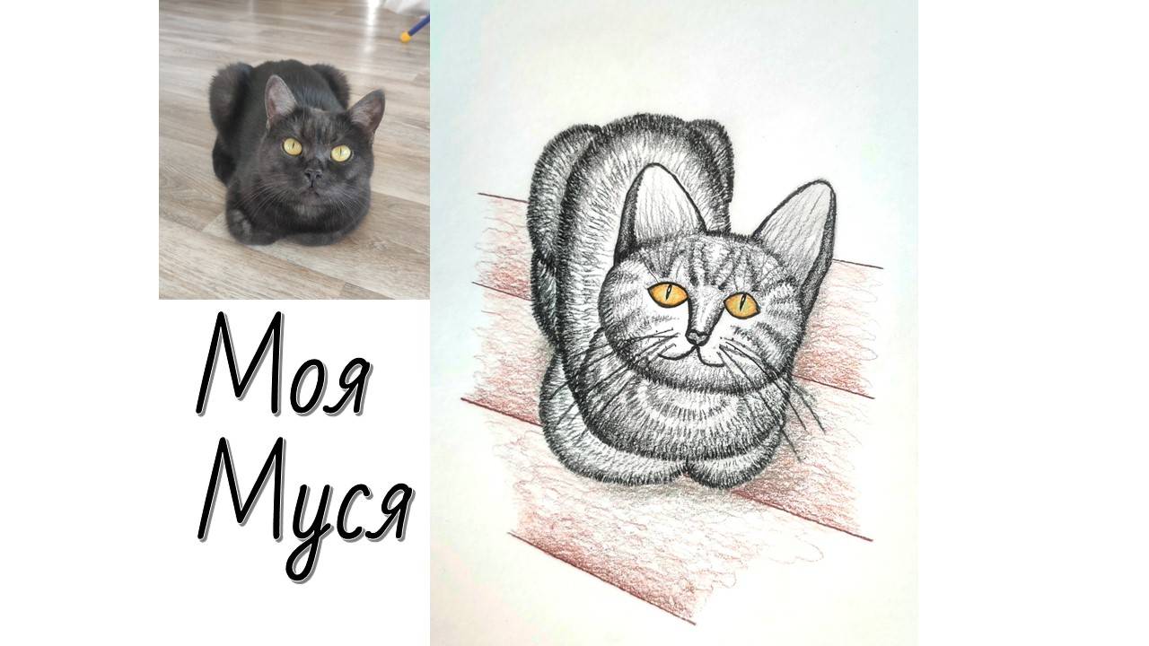 Как нарисовать кошку карандашами смотреть онлайн