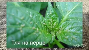 Почему на листьях перца пупырышки? Оэдема на перце
