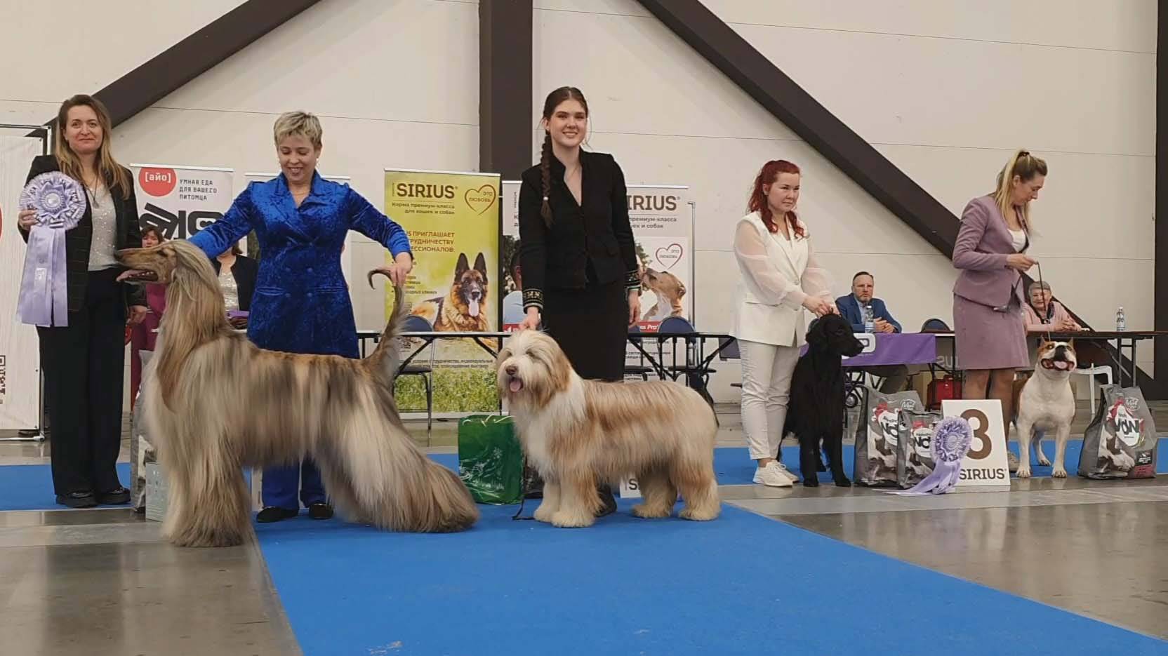 23.03.2025, СПб. Клуб "Сириус-2" (РКФ, РФОС). Выставка собак всех пород "ПУШКИНСКАЯ ЛИРА" (САС, ЧФ) смотреть онлайн