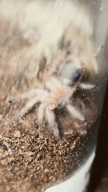 say hi buddy tarantula edition prt 35 #arachnid #spider #tarantula #animals #pets #arachnophobia смотреть онлайн