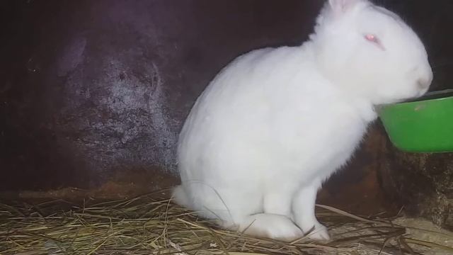 лапы кролика смотреть онлайн