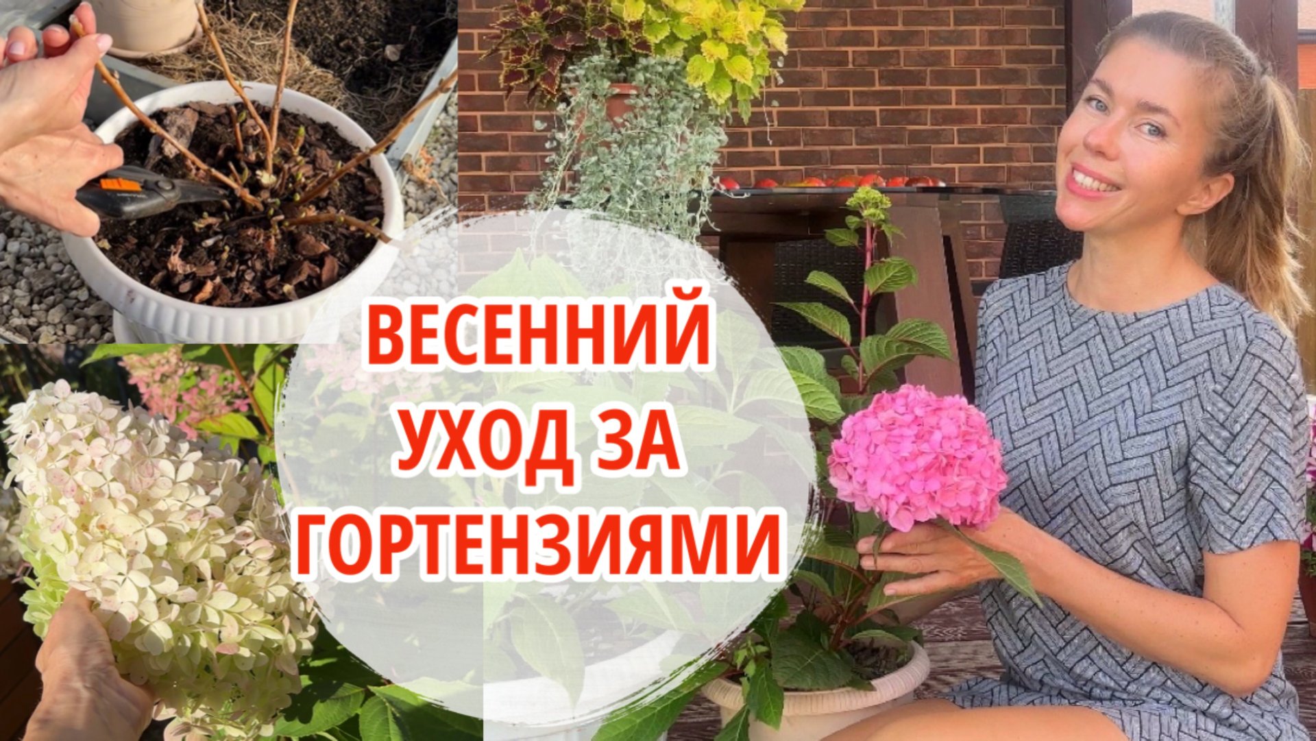 Весенняя обрезка, подкормки и черенкование гортензий смотреть онлайн