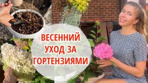 Весенняя обрезка, подкормки и черенкование гортензий