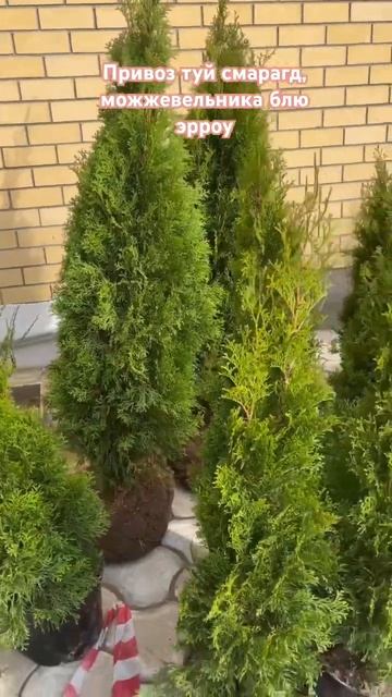 Туи смарагд 180-200см 7500р, туи 100-120см 3500р, можжевельник блю эрроу 130-140см 5500р в наличии смотреть онлайн