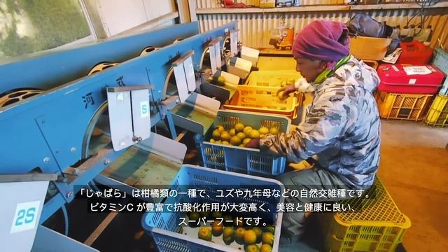 The secret behind the Jabara Fruit смотреть онлайн