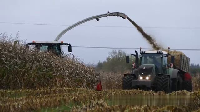Fendt 939 Vario, Трудящийся Усердно в Грязи В течение Зерновой Maize Fendt 939 Vario Working Hard