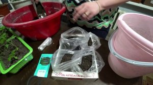 Посади огурцы так, и будет урожай уже в мае!