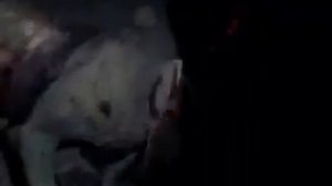 Чупакабра появилась в Узбекистане.(2)