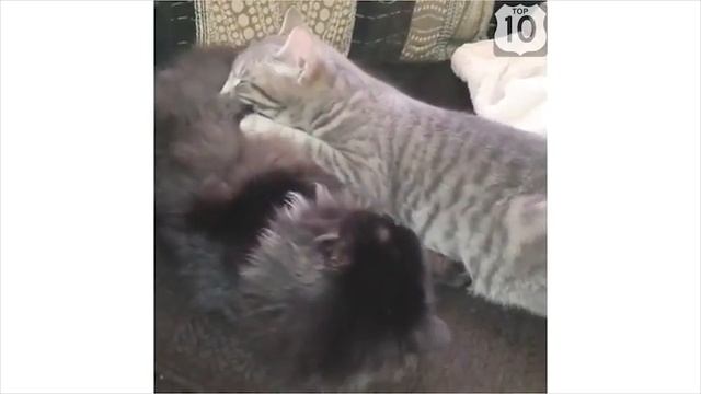 ТОП 10 приколов СМЕШНЫЕ СОБАКИ ЯНВАРЬ 2015 №3 Смешные животные смотреть онлайн