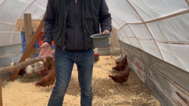 Critical chicken care tips & goat breeding caught on camera! смотреть онлайн