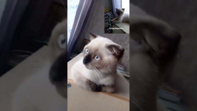 Котёнок 