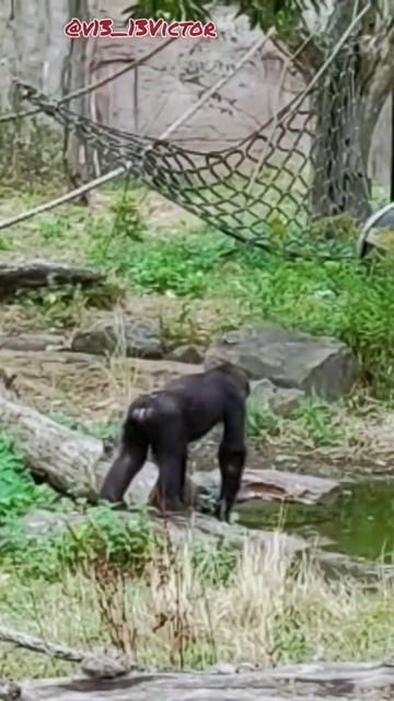 Вальс обезьянки🐒 смотреть онлайн