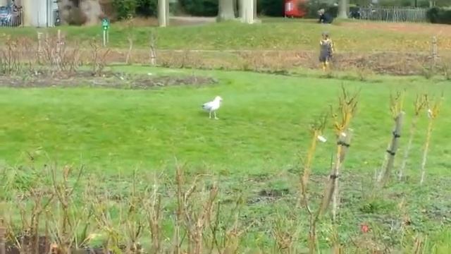 seagull dance, чайка жгёт смотреть онлайн