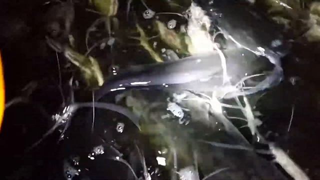 Вечно голодные попрошайки смотреть онлайн